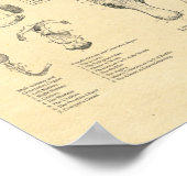 Horse Veterinary Anatomy Poster Equine (Hoek)