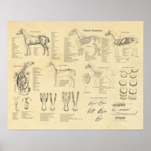Horse Veterinary Anatomy Poster Equine (Voorkant)