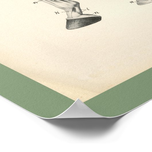 Horse Veterinary Leg Bones Muscle Anatomy Print (Hoek)