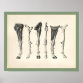 Horse Veterinary Leg Bones Muscle Anatomy Print (Voorkant)