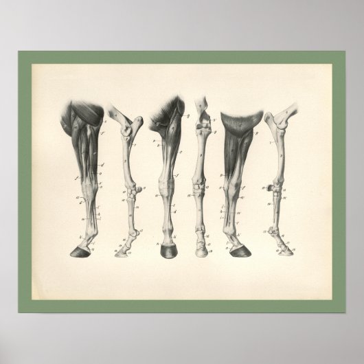 Horse Veterinary Leg Bones Muscle Anatomy Print (Voorkant)