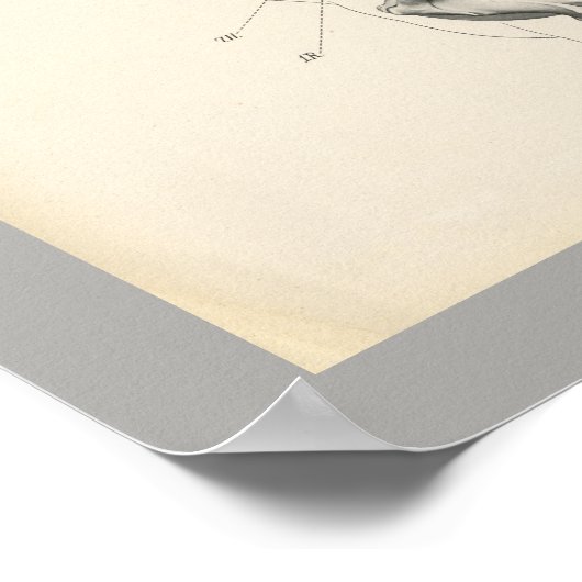 Horse Veterinary Muscle Skeleton Anatomie Print (Hoek)