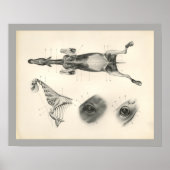 Horse Veterinary Muscle Skeleton Anatomie Print (Voorkant)