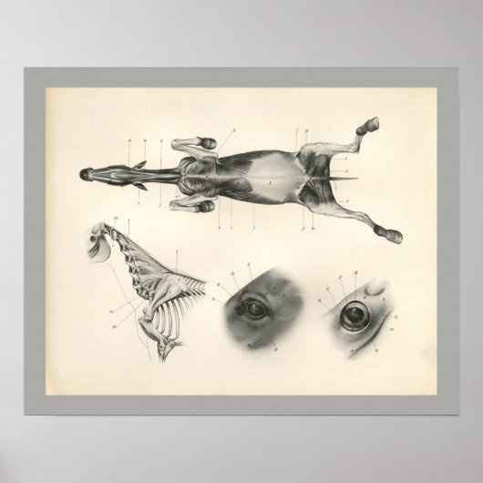 Horse Veterinary Muscle Skeleton Anatomie Print (Voorkant)