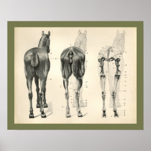 Horse Veterinary Skeletal Musea Anatomee Print