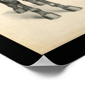 Horse Veterinary Skeletal Musea Anatomee Print (Hoek)