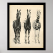 Horse Veterinary Skeletal Musea Anatomee Print (Voorkant)