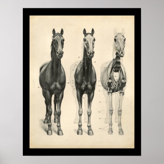 Horse Veterinary Skeletal Musea Anatomee Print (Voorkant)