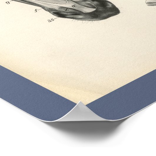 Horse Veterinary Skull Head Musea Anatomie Afdrukk Poster (Hoek)