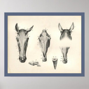 Horse Veterinary Skull Head Musea Anatomie Afdrukk Poster