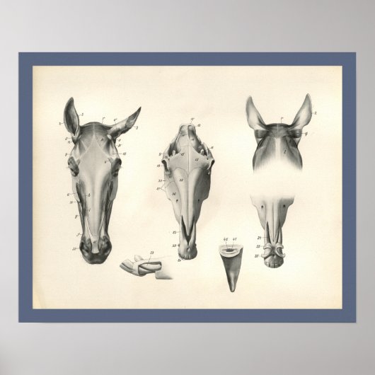 Horse Veterinary Skull Head Musea Anatomie Afdrukk Poster (Voorkant)