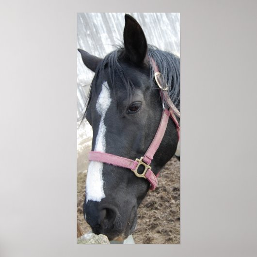 Horse Whisperer Poster (Voorkant)