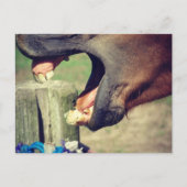 Horse Yawn Briefkaart (Voorkant)