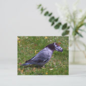 Horsedove briefkaart (Staand voorkant)