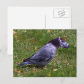 Horsedove briefkaart (Voorkant / Achterkant)