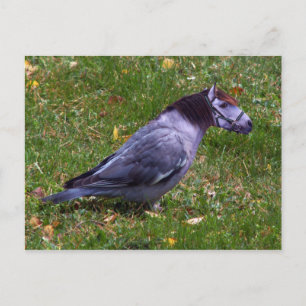 Horsedove briefkaart