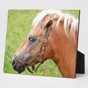 Horsehead 003 fotoplaat
