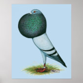 Horseman Pouter Blue Poster (Voorkant)