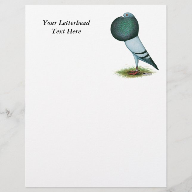Horseman Pouter Pigeon Blue (Voorkant)
