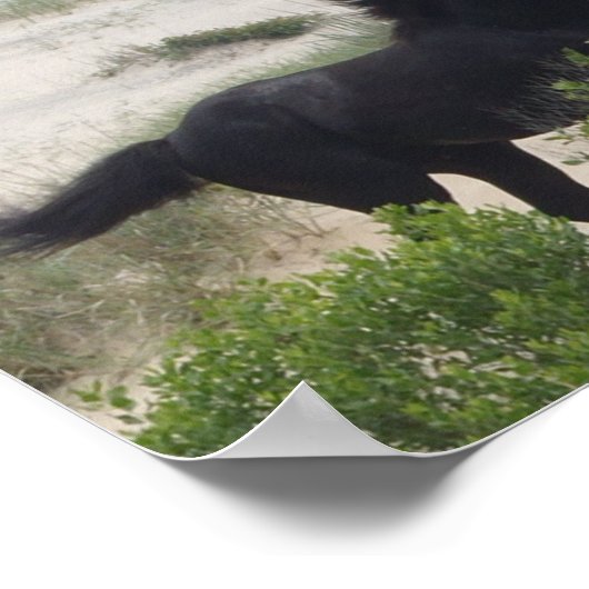 Horsen van zwarte en bruine wilde Corolla Poster (Hoek)