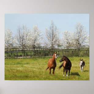 Horseplay: Twee paarden en een Donkey in de lente Poster
