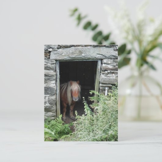 HORSES BRIEFKAART (Staand voorkant)