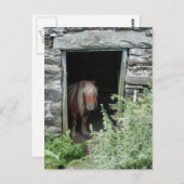 HORSES BRIEFKAART (Voorkant / Achterkant)