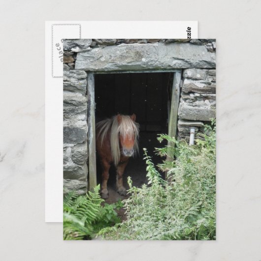 HORSES BRIEFKAART (Voorkant / Achterkant)