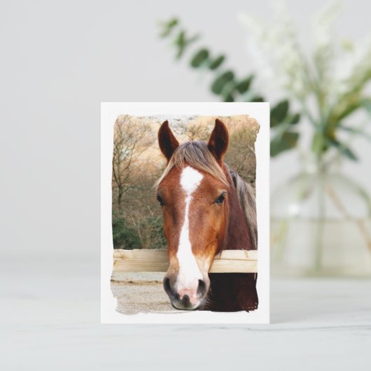 HORSES BRIEFKAART (Staand voorkant)