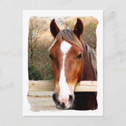 HORSES BRIEFKAART (Voorkant)