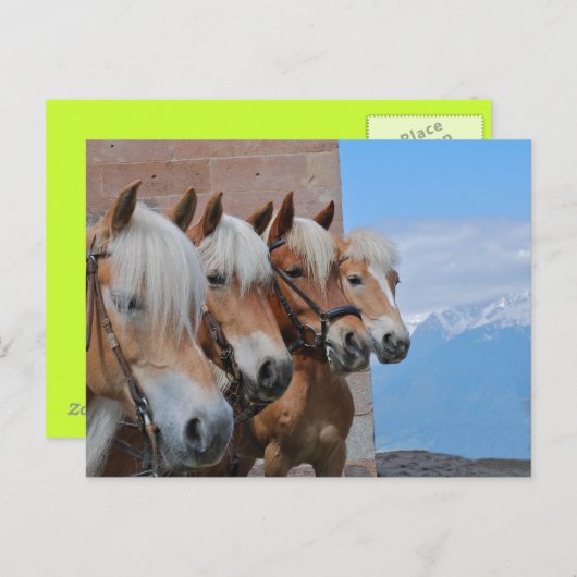 HORSES BRIEFKAART (Voorkant / Achterkant)