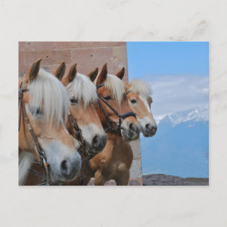 HORSES BRIEFKAART