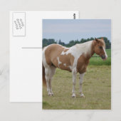 Horses Briefkaart (Voorkant / Achterkant)