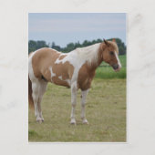 Horses Briefkaart (Voorkant)