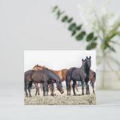 HORSES BRIEFKAART (Staand voorkant)