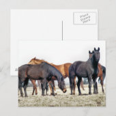 HORSES BRIEFKAART (Voorkant / Achterkant)
