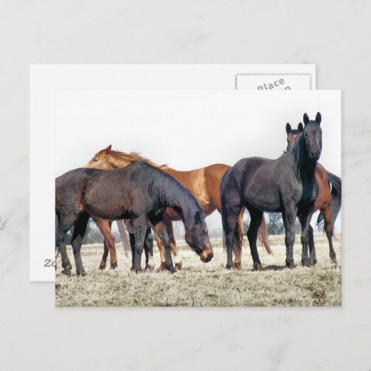 HORSES BRIEFKAART (Voorkant / Achterkant)