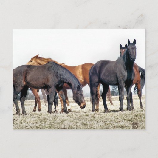 HORSES BRIEFKAART (Voorkant)