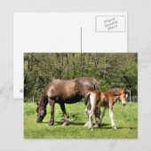 HORSES BRIEFKAART (Voorkant / Achterkant)