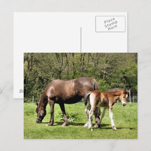 HORSES BRIEFKAART (Voorkant / Achterkant)