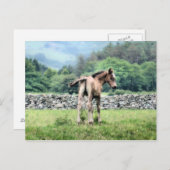 HORSES BRIEFKAART (Voorkant / Achterkant)