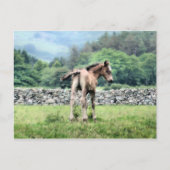 HORSES BRIEFKAART (Voorkant)