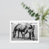 Horses Briefkaart (Staand voorkant)
