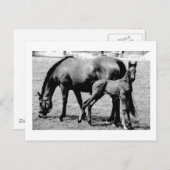 Horses Briefkaart (Voorkant / Achterkant)