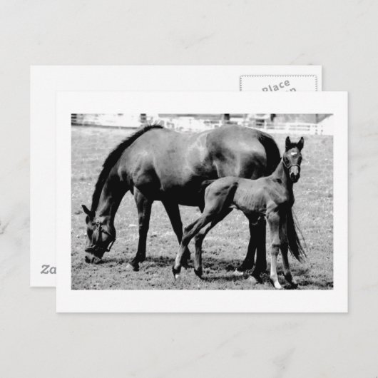 Horses Briefkaart (Voorkant / Achterkant)