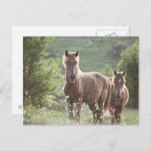 Horses Briefkaart (Voorkant / Achterkant)