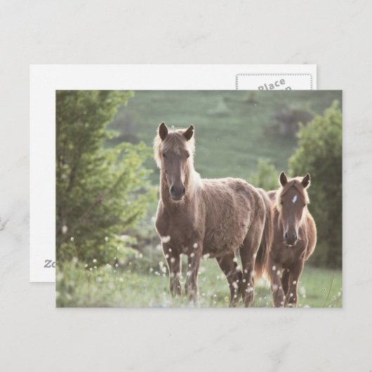 Horses Briefkaart (Voorkant / Achterkant)