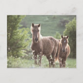 Horses Briefkaart (Voorkant)