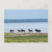 Horses Briefkaart (Voorkant)