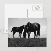 Horses Briefkaart (Voorkant / Achterkant)
